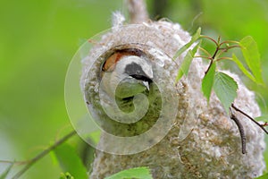 Poland, Biebrzanski National Park Ã¢â¬â closeup of a European Penduline Tit bird in a nest Ã¢â¬â latin: Remiz pendulinus photo